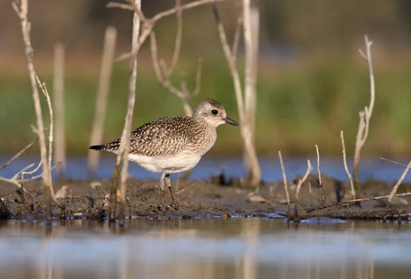 Pluvialis squatarola - The Grey Plover – stockfoto