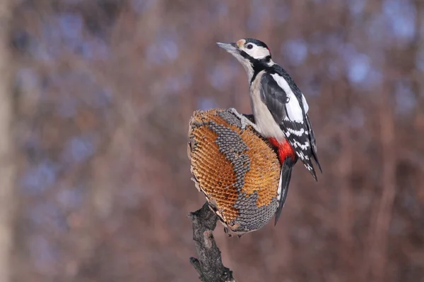 Dendrocopos major - The Great Spotted Woodpecker — Stock Photo, Image