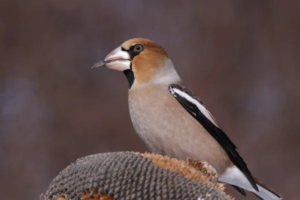 通赂通赂-hawfinch — 图库照片