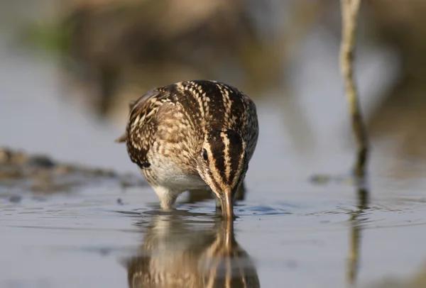 Gallinago gallinago - bekas kszyk — Zdjęcie stockowe