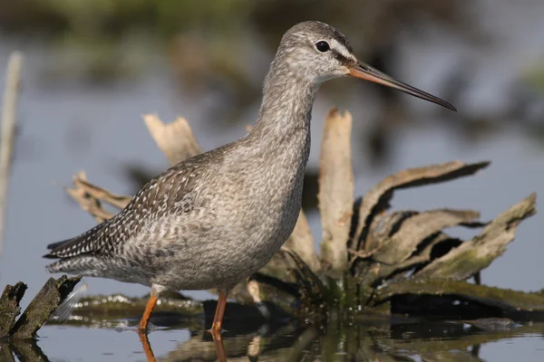 Tringa erythropus - The Spotted Redshank — Stock Photo, Image