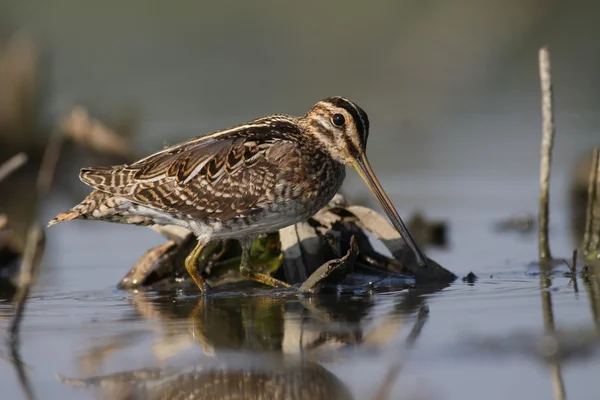 Gallinago gallinago - společné sluk — Stock fotografie