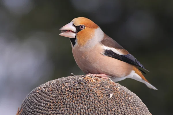 Coccothraustes coccothraustes - The Hawfinch — Stock Photo, Image
