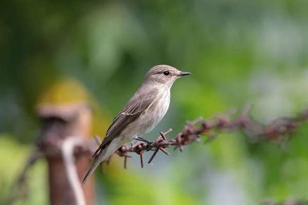 Muscicapa striata - Разноцветная мухоловка — стоковое фото