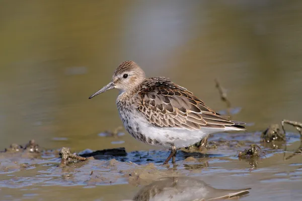 Calidris alpina - The Dunlin — Stock Photo, Image