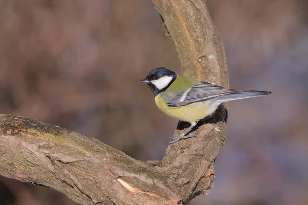 Parus major - The Great Tit — Stock Photo, Image
