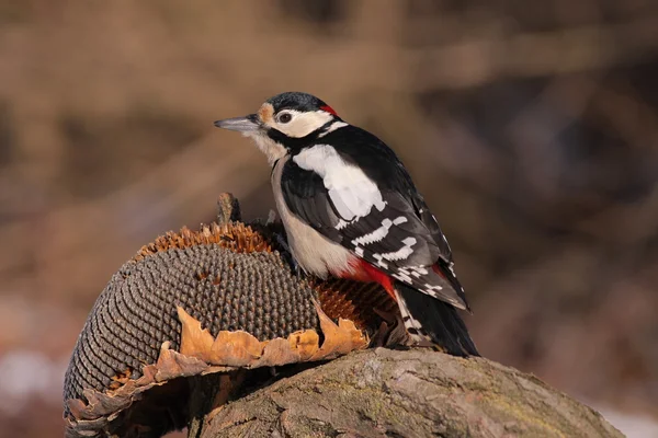 Dendrocopos major - The Great Spotted Woodpecker Stock Picture