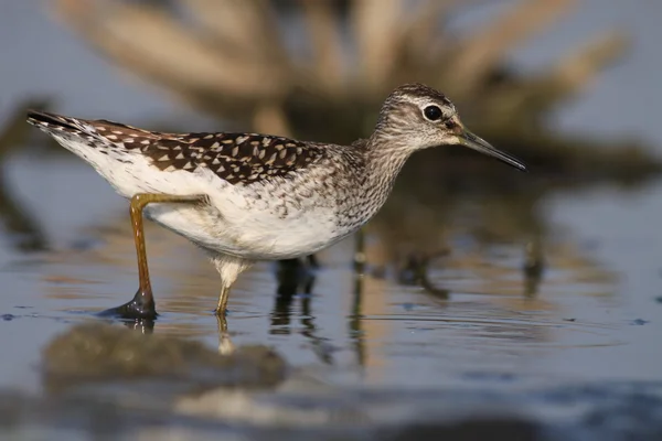 Tringa glareola - Wood Sandpiper Stock Picture