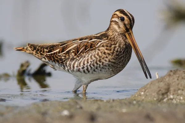 Gallinago gallinago - The Common Snipe Royalty Free Stock Images