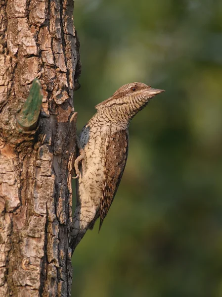 Jynx torquilla - The Eurasian Wryneck Royalty Free Stock Images