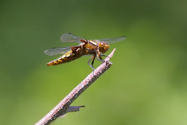 Libellula depressa - La femelle chasseuse au corps large — Photo