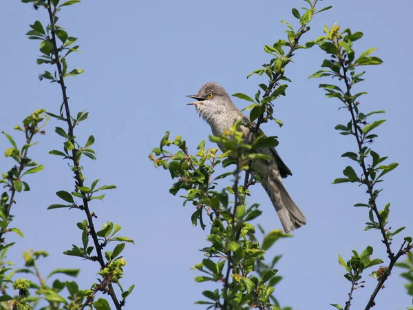 Sylvia nisoria - The Barred Warbler — Stock Photo, Image