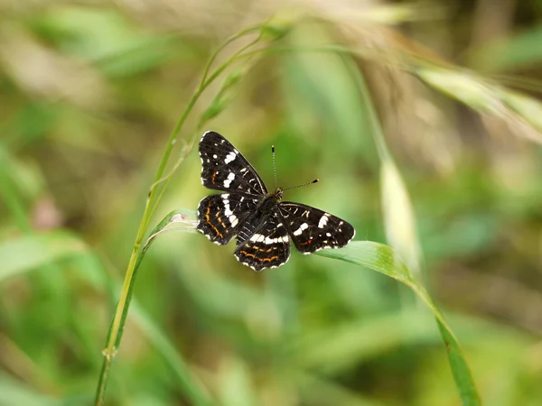 Araschnia levana - The Map butterfly — Stock Photo, Image