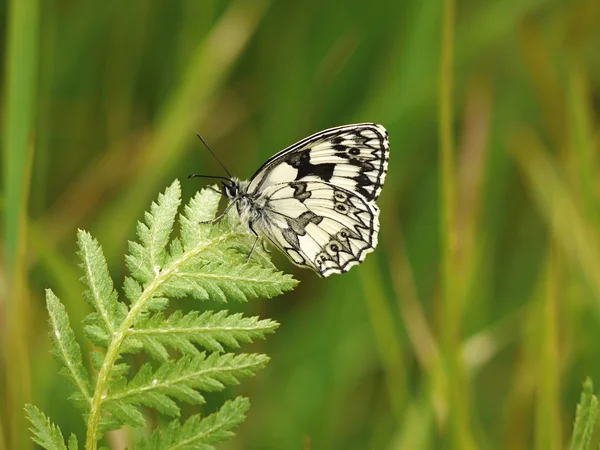 Melenargia galathea - mramorový bílý — Stock fotografie