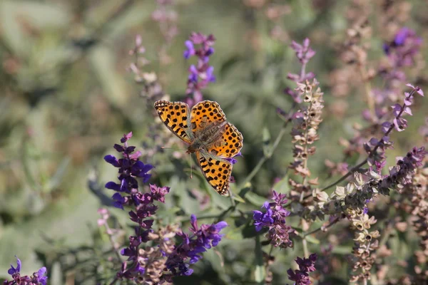 Mesoacidalia (argynnis) aglaja - tmavě zelená fritillary — Stock fotografie