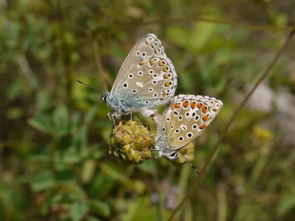 Голубянка (lysandra) коридо́н - chalkhill голубой — стоковое фото