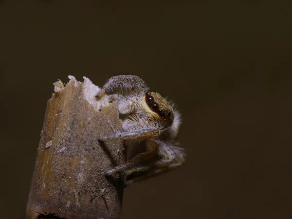 Salticidae - skákání pavouk — Stock fotografie