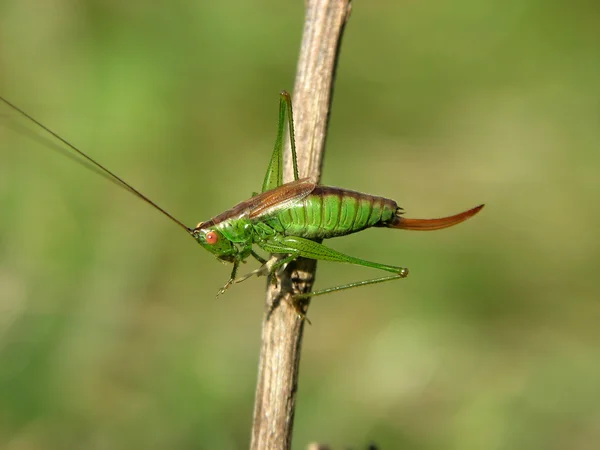 Grass hopper on acacia — Stock Photo, Image