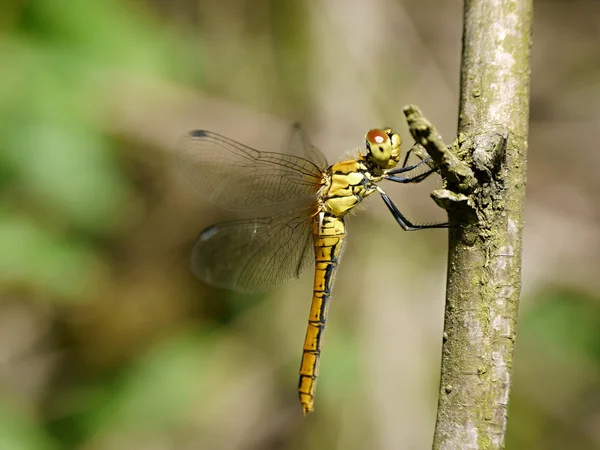 Sympetrum - Skoda dragonfly — стоковое фото