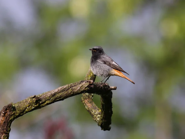 Phoenicurus ochruros - The black redstart Stock Image