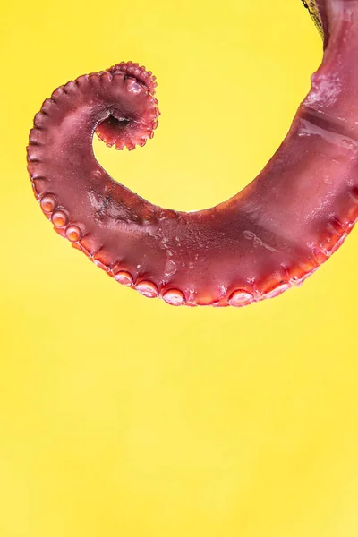 Octopus Klauw Verse Zeevruchten Zee Reptielen Portie Maaltijd Snack Tafel — Stockfoto