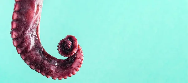 Octopus Klauw Verse Zeevruchten Zee Reptielen Portie Maaltijd Snack Tafel — Stockfoto