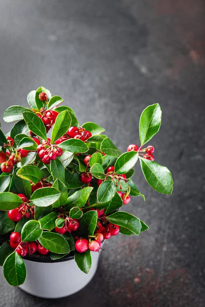 Gaultheria Beltéri Növény Egy Edényben Piros Bogyók Beltéri Virág Hazai — Stock Fotó