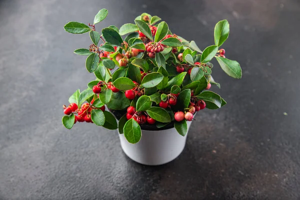 Gaultheria indoor plant in a pot with red berries indoor flower home plant on the table copy space background rustic. top view