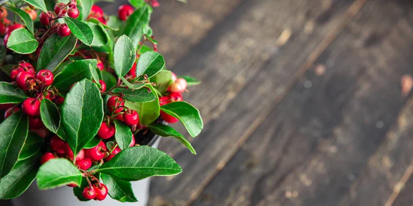 Gaultheria flower plant indoor in a pot with red berries indoor home plant on the table copy space background rustic