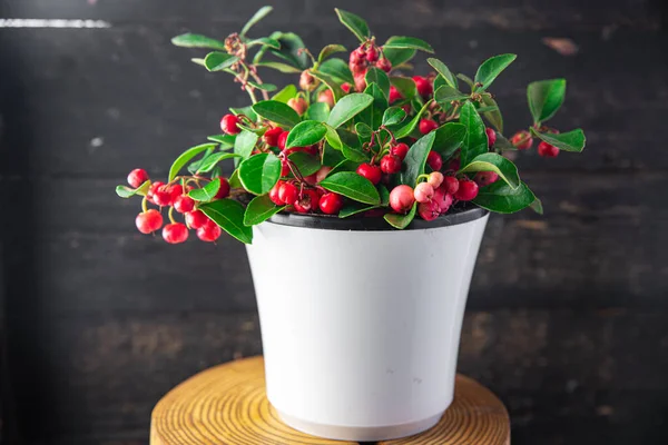 Gaultheria çiçek bitkisi kapalı bir saksının içinde kırmızı böğürtlenli ev bitkisi masanın üstünde fotokopi alanı arka plan kırsal 