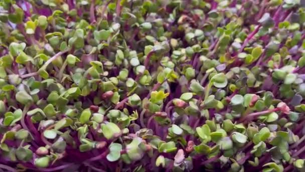 Microgreen Ředkvička Vepřové Vitamín Potraviny Užitečné Ingredience Vegan Vegetarián Stole — Stock video