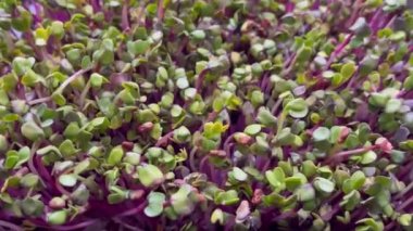 microgreen radish green salad vitamin food useful ingredient vegan, vegetarian on the table copy space food background