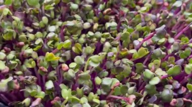 microgreen radish green salad vitamin food useful ingredient vegan, vegetarian on the table copy space food background