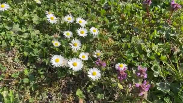 カモミール通りの花畑の植生風に揺れる緑の草夏の若い葉が咲く庭 — ストック動画