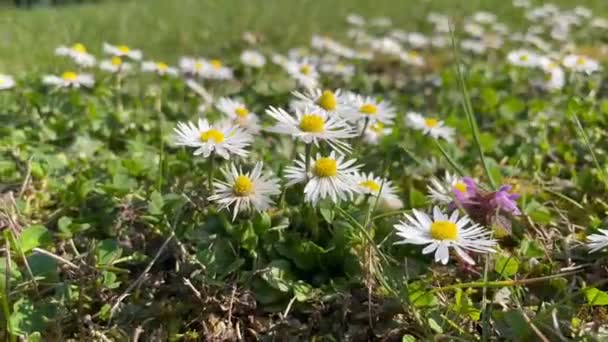 Kamomilla Katu Kukka Kenttä Kasvillisuus Kukat Vihreä Ruoho Huojuu Tuulessa — kuvapankkivideo