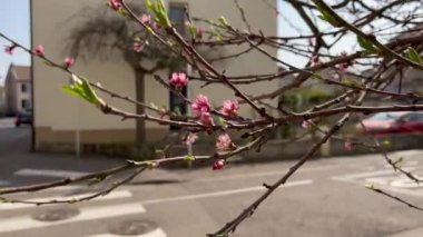 Pembe kirazlı sakura bahar mevsimi taze yapraklar çiçek açıyor açık hava bitkileri sokak çiçekleri rüzgarda sallanıyor