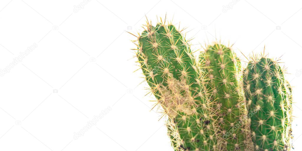 cactus thorny plant succulents evergreen indoor flower in a flower pot on the table copy space flora background
