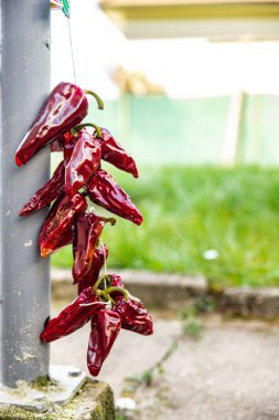 Espelette biber baharatı kurutulmuş sebze Fransa yemeği taze sağlıklı yiyecek fotokopi uzay yemeği arka plan kırsal vejetaryen yemeği ya da vejetaryen yemeği