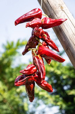 Espelette biberi kurutulmuş sebze baharatı yemek diyet atıştırmalığı masanın üzerinde fotokopi alanı arka plan kırsal üst görünüm 