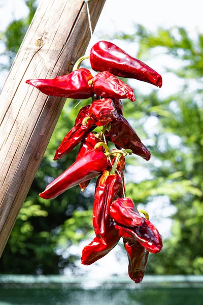 Espelette biberi kurutulmuş sebze baharatı yemek diyet atıştırmalığı masanın üzerinde fotokopi alanı arka plan kırsal üst görünüm 