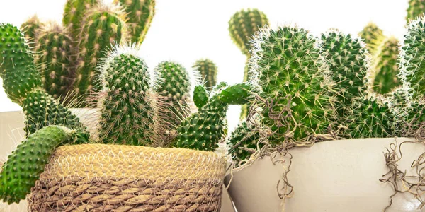 Kaktüs dikenli bitki sulandırır çiçek saksısında her zaman yeşil olan çiçek Kopya alanı flora arkaplanı