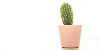Kaktüs dikenli bitki sulandırır çiçek saksısında her zaman yeşil olan çiçek Kopya alanı flora arkaplanı