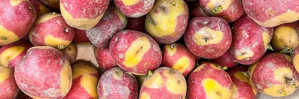 Kanári Szigetek Burgonya Rózsaszín Fajta Egészséges Étel Diéta Snack Asztalon — Stock Fotó