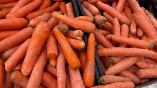 Zanahoria Fresca Cosecha Mercado Tienda Comida Saludable Dieta Bocadillo Copia — Vídeos de Stock