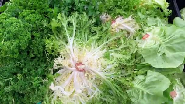 Zöld Saláta Levelek Szirmok Piac Egészséges Étel Diéta Snack Asztalon — Stock videók