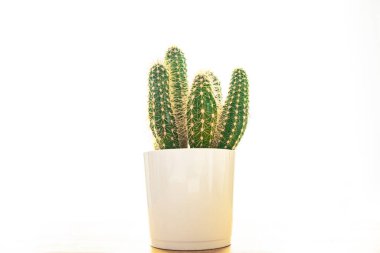 Kaktüs dikenli sulu bitkiler çiçek saksısında daima yeşil çiçekler fotokopi alanı flora arka planı