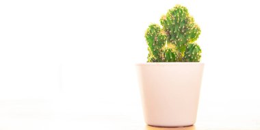 Kaktüs dikenli sulu bitkiler çiçek saksısında daima yeşil çiçekler fotokopi alanı flora arka planı