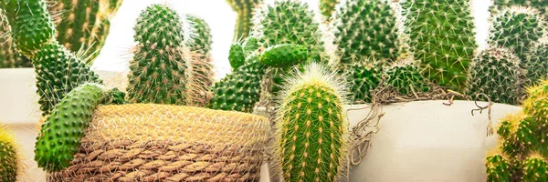 Kaktüs dikenli sulu bitkiler çiçek saksısında daima yeşil çiçekler fotokopi alanı flora arka planı