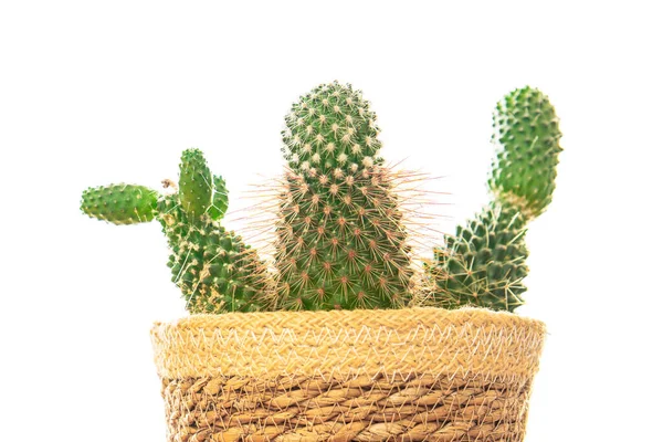 Kaktus Roślin Cierniste Soczewice Wiecznie Zielony Kryty Kwiat Doniczce Kopia — Zdjęcie stockowe