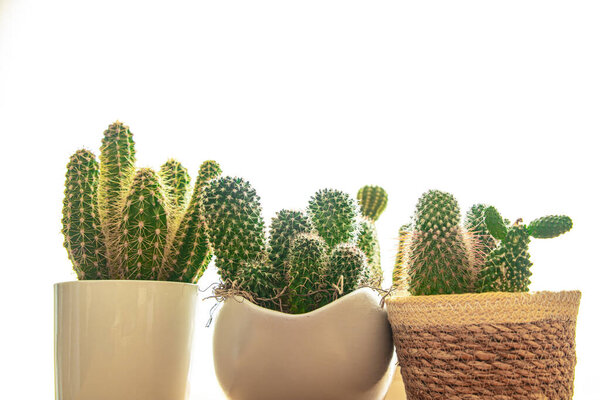 Cactus Plant Thorny Succulents Evergreen Indoor Flower Flower Pot Copy Royalty Free Stock Images